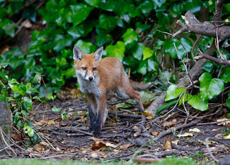 Urban fox cubs exploring in the garden
