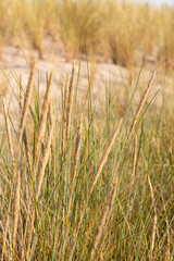 Dune grass as protection for the dune and also habitat for animals and insects.