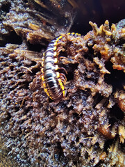 An insect Millipedes moving through the wood closeup view
