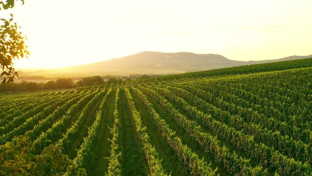 Aerial Drone Shot of Sunny Wineyard at Sunrise.