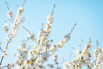 Apple tree in spring blossom against blue sky - 516139306