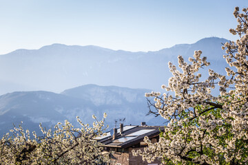 Spring bloom of apple tree in alpine village. House with solar panels on the background. - 516139308
