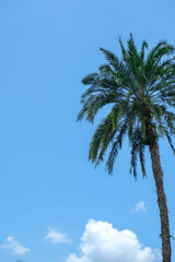 Obraz premium coconut tree with clear sky background