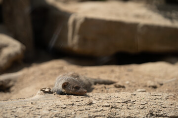 Erdmännchen in der Natur