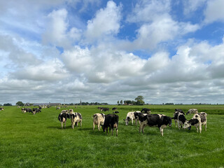 Cows in the meadow around Reahus