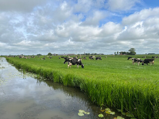 Cows in the meadow around Reahus