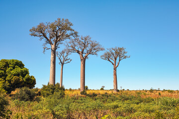 Obraz premium Grass, small shrubs growing on flat land, tall baobab trees in distance, typical Madagascar landscape are region near Maninday