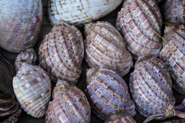 Various natural sea shells on display at street souvenir market