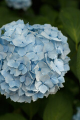 紫陽花