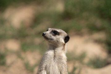 Erdmännchen in der Natur