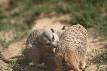 Erdmännchen in der Natur