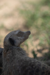 Erdmännchen in der Natur