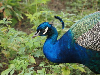 Obraz premium Schöner Pfauenkopf Männchen in Kfräfteigen Farben