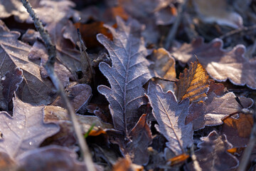 autumn leaves on the ground