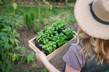 Woman holding crate with basil seedling. Planting herbs in organic garden