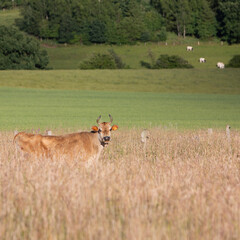 horned cow in very high grass of summer meadow in belgian ardennes region