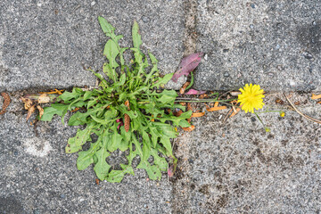 Catsear or false dandelion with one yellow flower growing between garden tiles seen directly from...