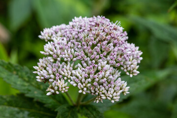 日本の鳥取県の大山で見つけた美しい花