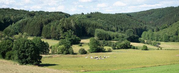 Fototapeta na wymiar cows in green meadow between bastogne, La Roche and St Hubert in belgium