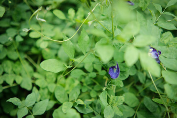 Naklejka premium Butterfly pea flowers are blooming with green leaves background