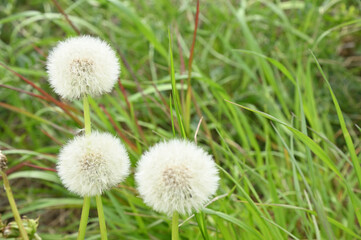 丸く綺麗に整ったタンポポの綿毛