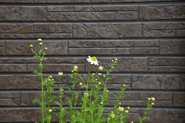 家の外壁沿いに植木鉢に植えたカモミールの花