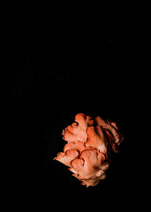 Pink oyster mushrooms on a dark surface