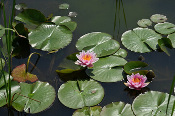 日本の仏が住むと言われている水上で花を咲かせる水連
