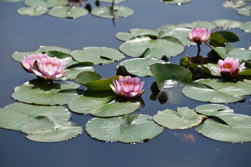 日本の仏が住むと言われている水上で花を咲かせる水連