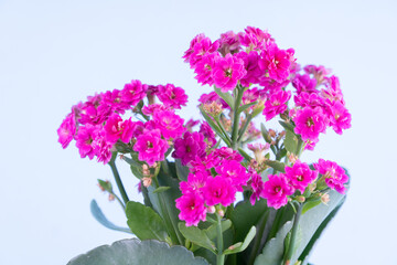 
Flowers home isolate. Plants on a blue background