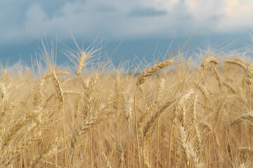 Fototapeta na wymiar Field with wheat and blue sky. Agriculture. Ukraine wheat and blue sky