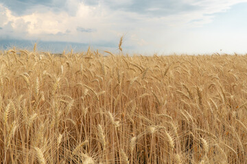 Fototapeta na wymiar Field with wheat and blue sky. Agriculture. Ukraine wheat and blue sky