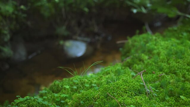 Fine green moss and tiny mushrooms growing on dark forest ground, few small twigs near, camera slides to right, river stream flowing background, closeup macro detail