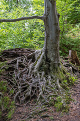 verschlungene Wurzeln einer Buche im Wald
