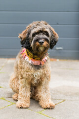 Cockerpoo sitzt auf der Terrasse