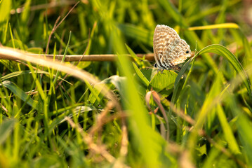 long tailed blue butterfly resting on green grass