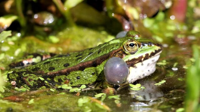ein gr&uuml;ner wasserfrosch sitzt im wasser und quakt mit sichtbaren seitlichen schallblasen, gefilmt mit 50 fps mit Ton, rana esculenta, polyphylax