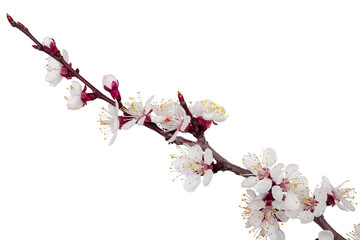Apricot flowers isolated on a white background, top view