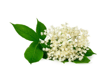 Elder flowers isolated on a white background