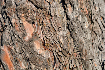 Black pine
