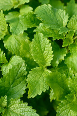 Lemon balm