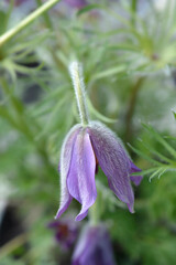 Obraz premium Pasque flower Pinwheel Blue Violet Shades