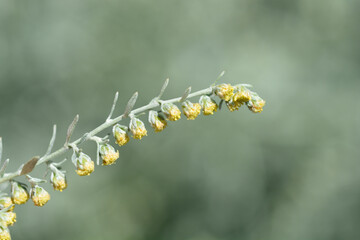 Common wormwood