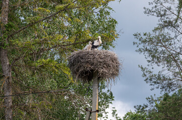 white stork in the nest