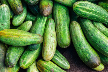 fresh organic cucumber from farm close up from different angle