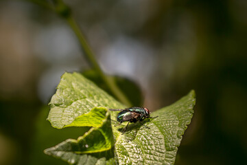 detalle de mosca en una hoja