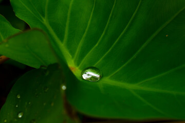 Green leaf with drops of water close up, green banana taro leaf.