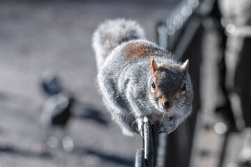 squirrel scurrying over a fence, looking for food