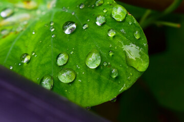 Green leaf with drops of water close up, green banana taro leaf.