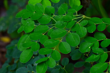 Green leaves Texture background, Natural background of green leaves